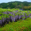 里山に藤の花咲くころ