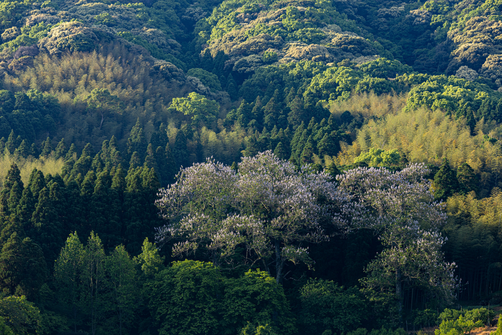 里山に山藤が咲く頃