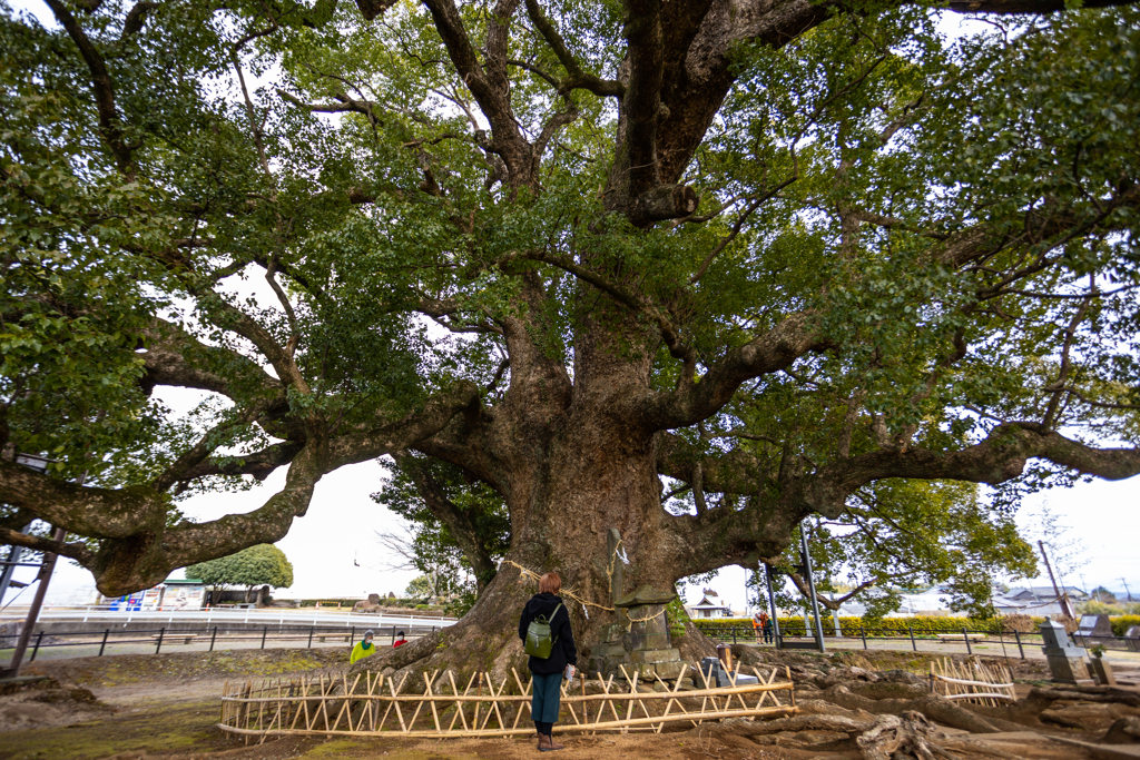 樹齢８００年の楠木