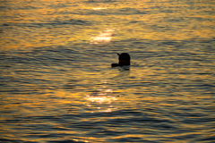 Unidentified Swimming Object