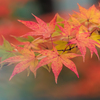 紅葉