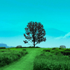 the Tree of Merhen
