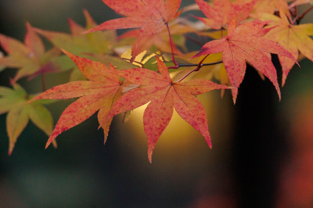 紅葉　