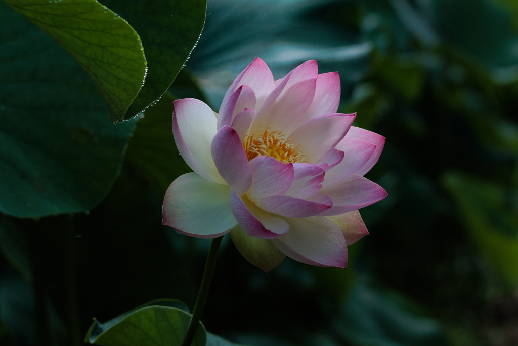 静かに花開くとき