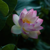静かに花開くとき