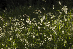 Shining Grass 