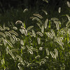 Shining Grass 