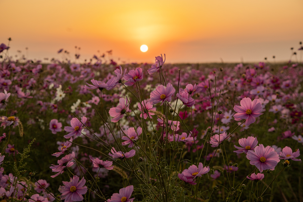 コスモスと夕陽