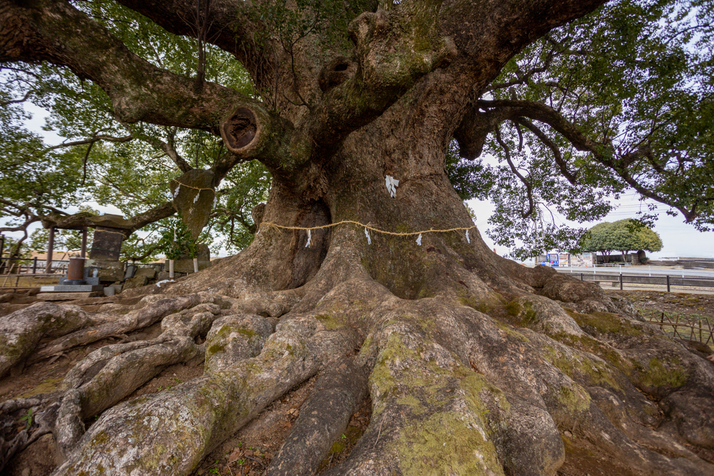 the Eight hundred-year-old Tree