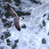 Flying Over the　Sea 　