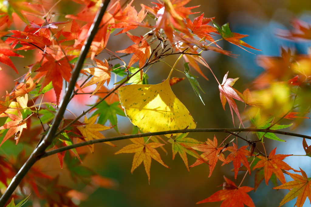 an Impressive Leaf