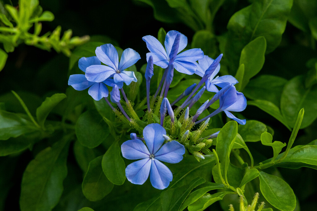 涼しげな花