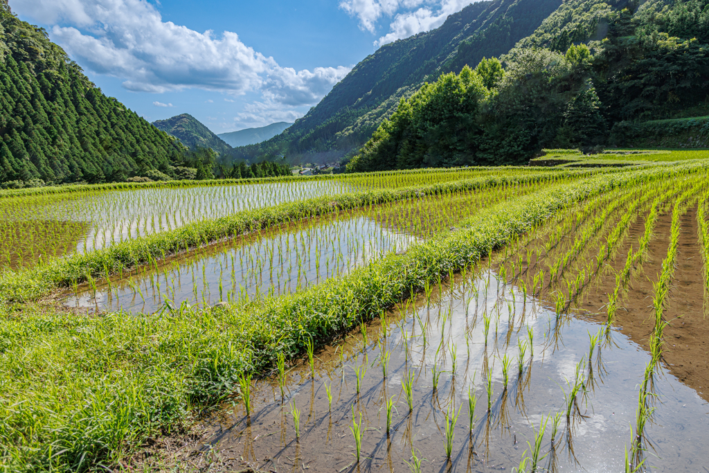 山間の棚田