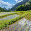 山間の棚田