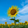ひまわりと夏空