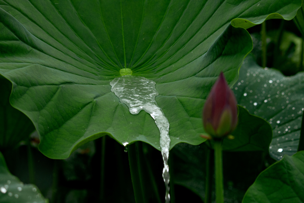 雨の日の光景