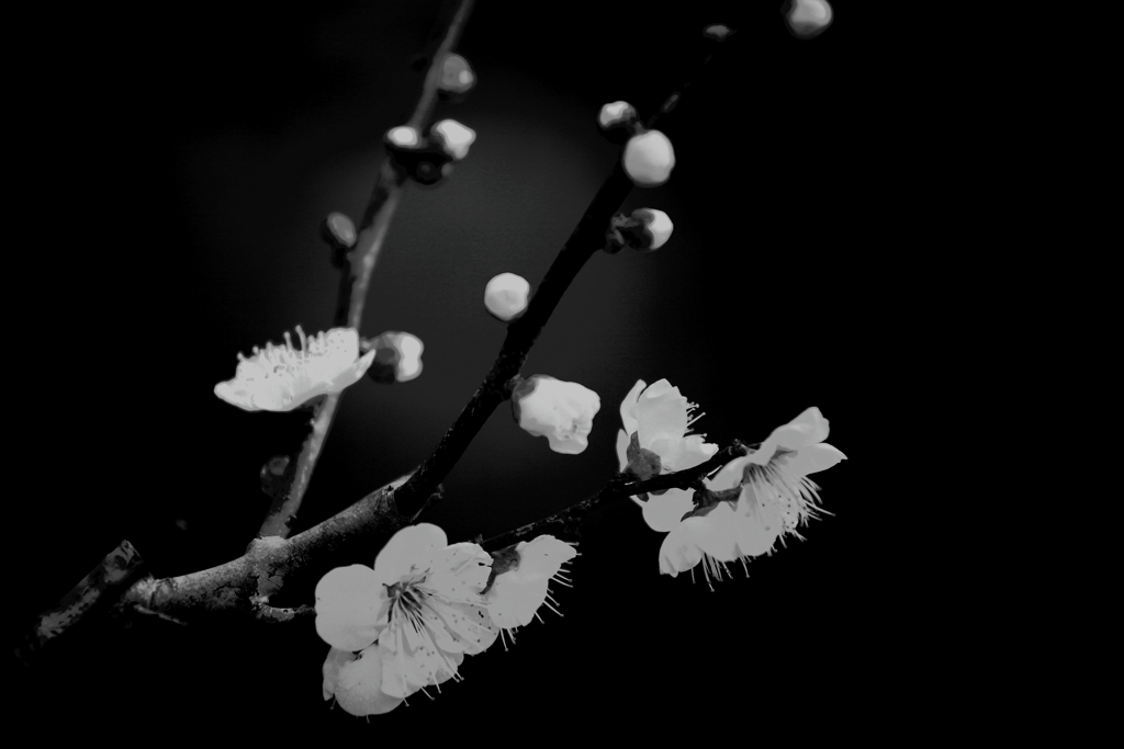白梅