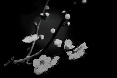 白梅