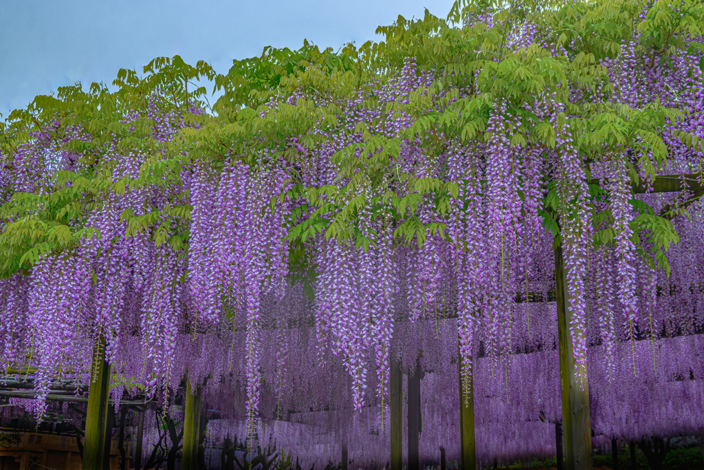 Harmony of Green and Purple