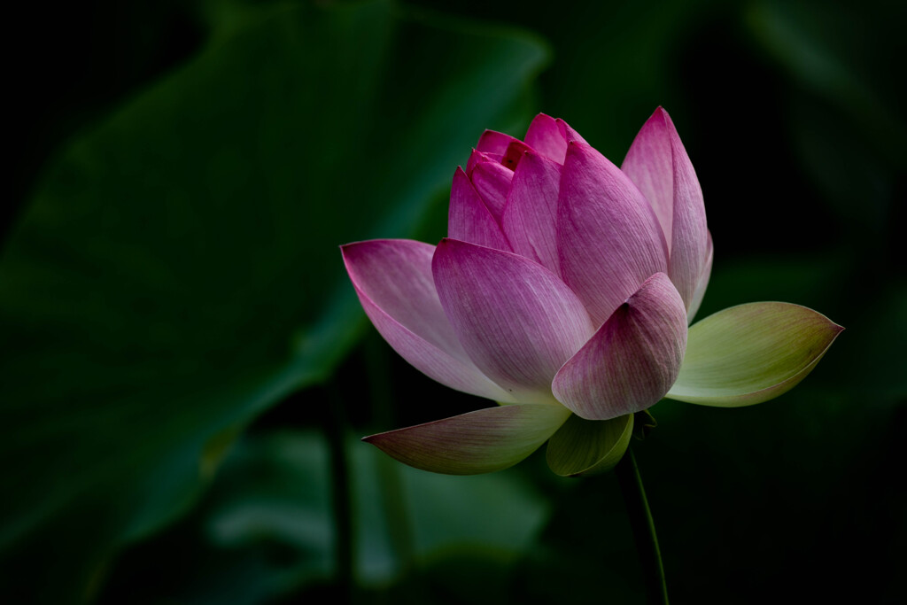 蓮の花　