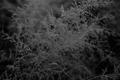 薄化粧　２