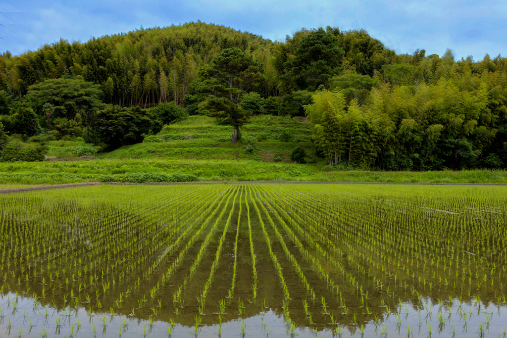 　Green Gradation at Rice-field