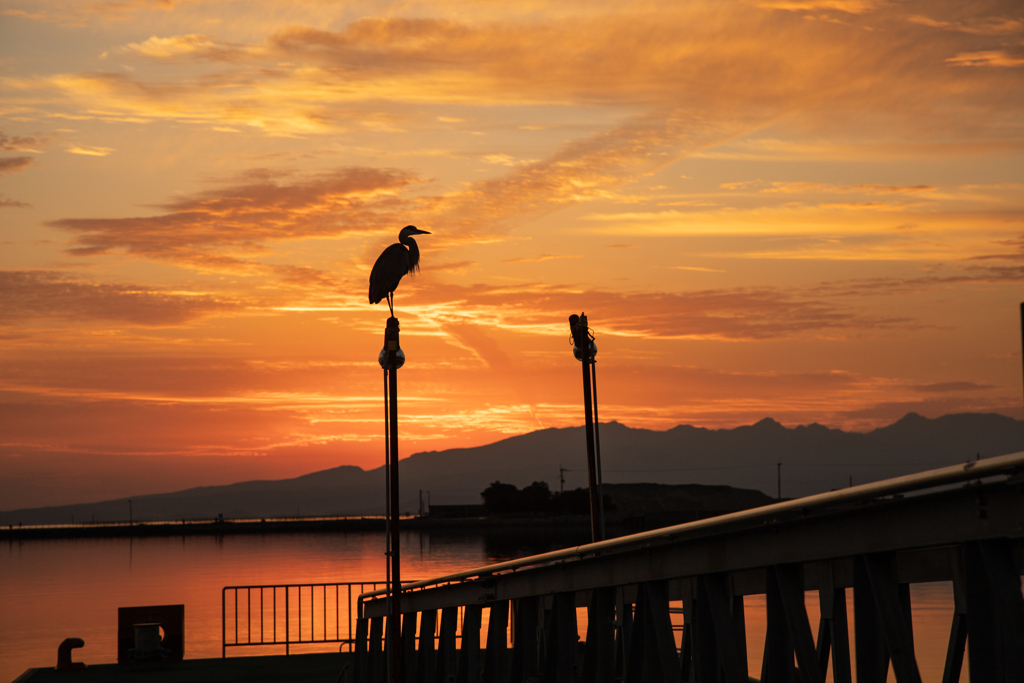 夕陽と青鷺