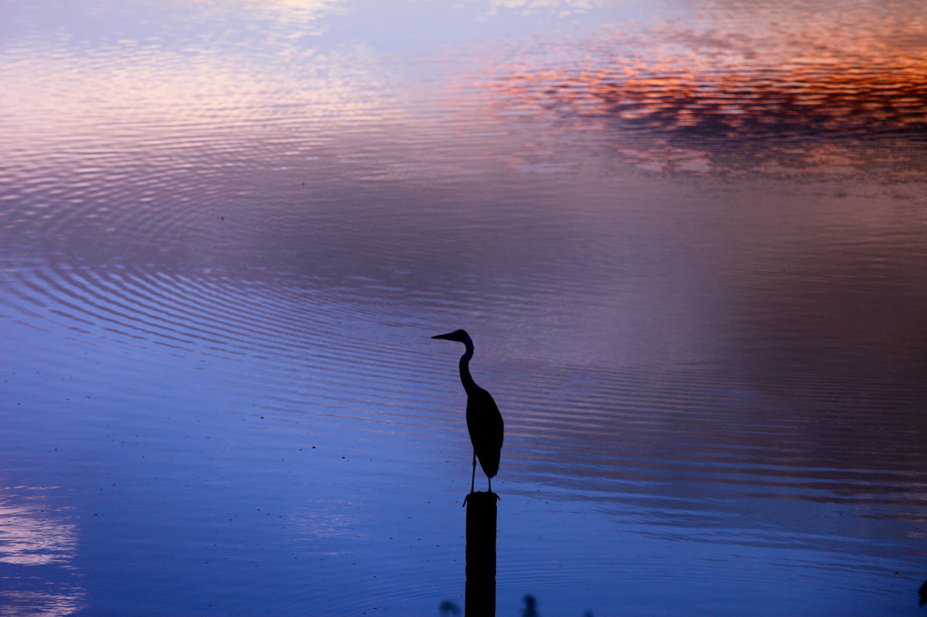 Morning Gｌow　（１）