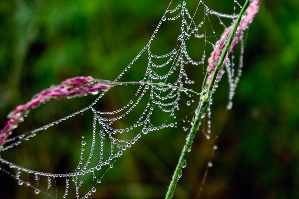 Morning Dew