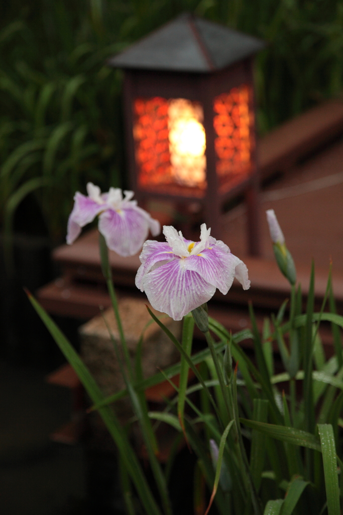 菖蒲２