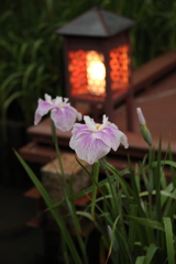 菖蒲２