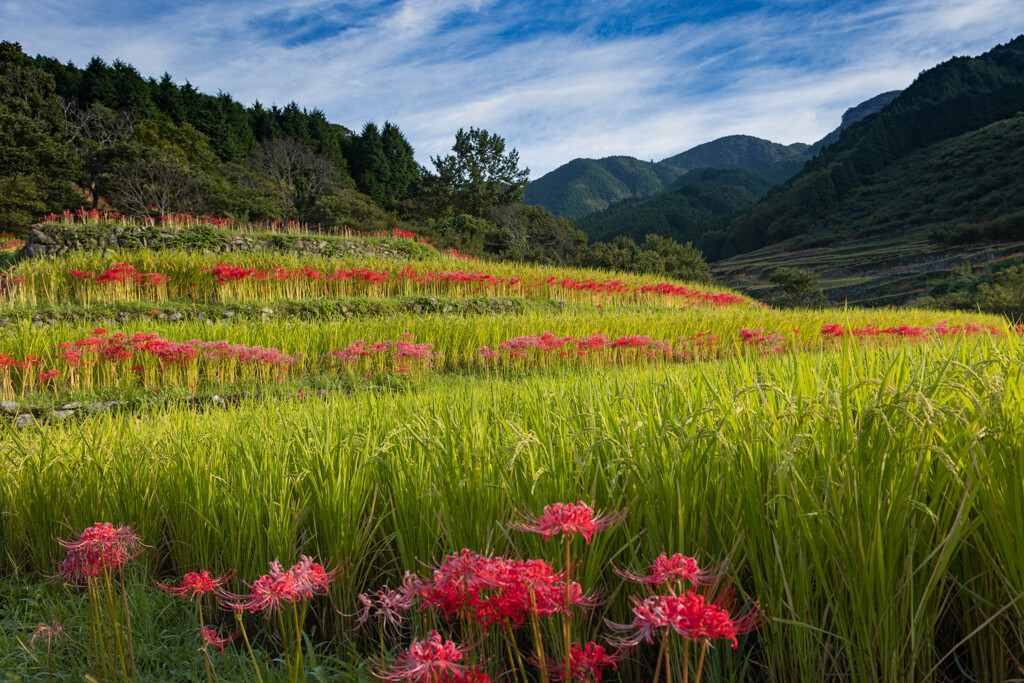 里山に彼岸花咲くころ