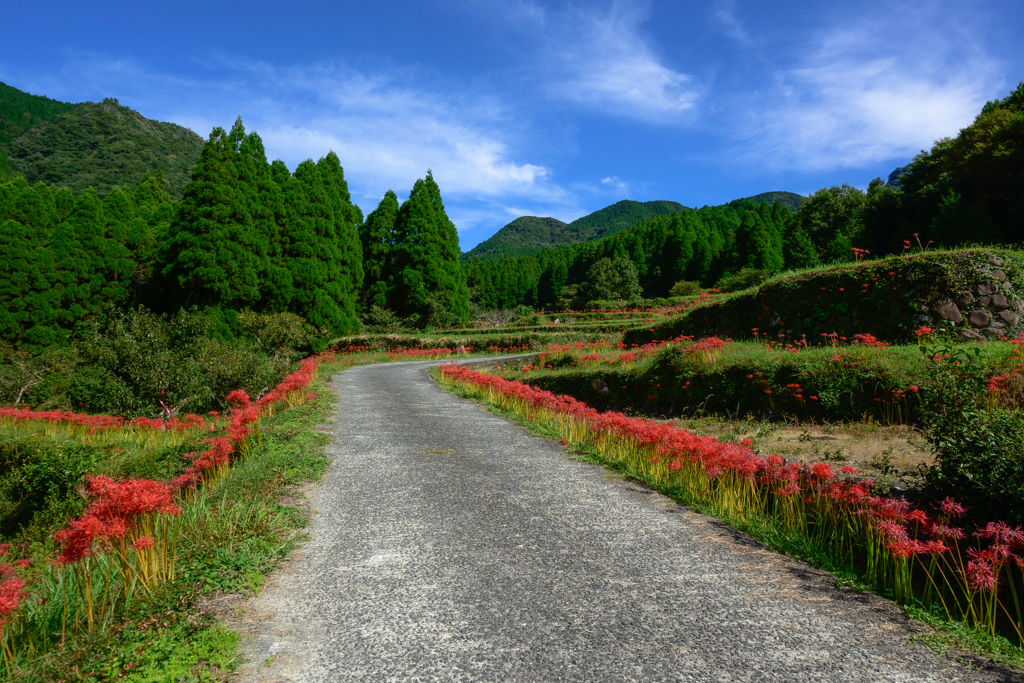 彼岸花咲く山道