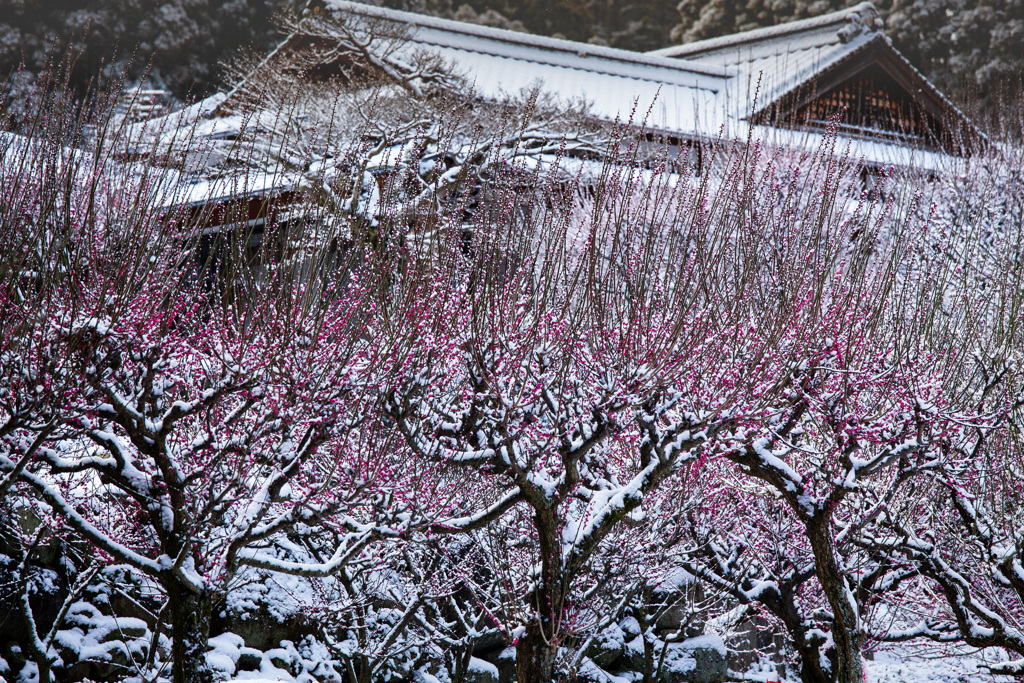 紅梅に雪積もる朝