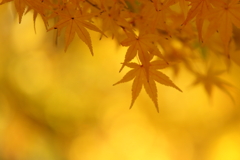 Yellowish image 2