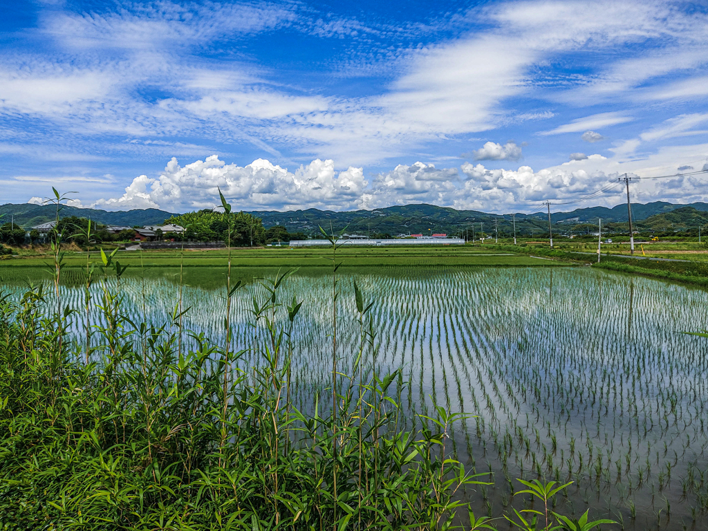 夏空と水田