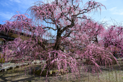 梅の香漂うころ