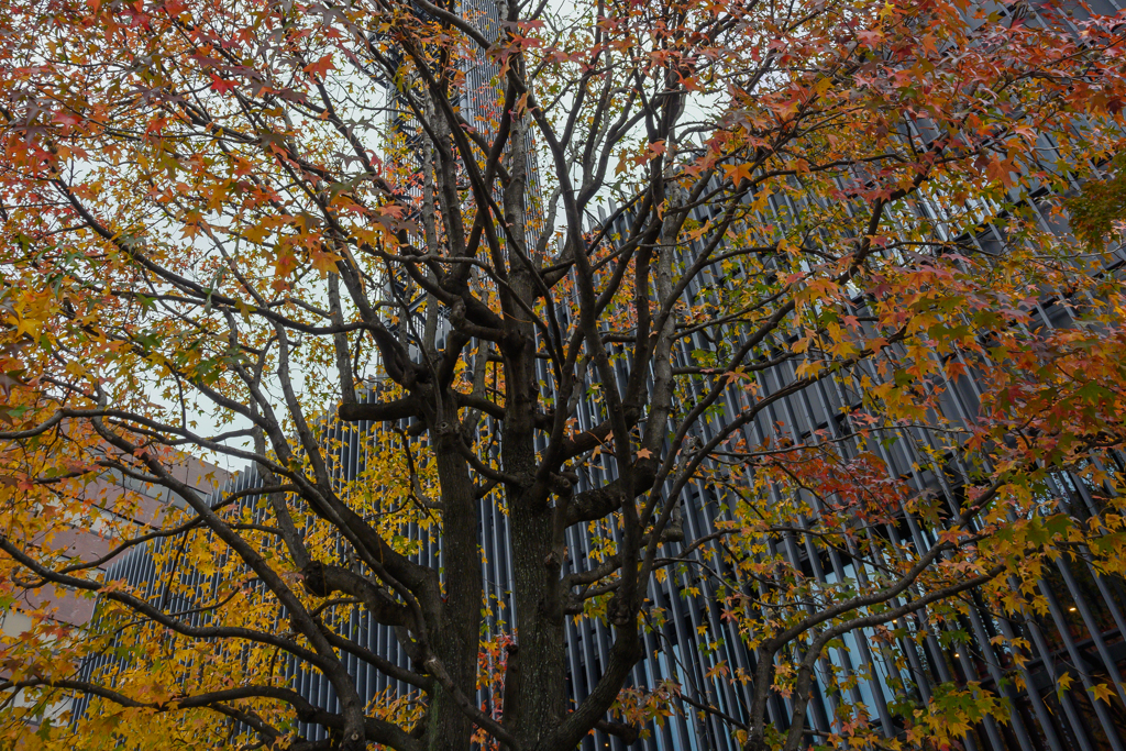 Colored Leaves in the City
