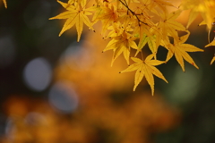 Yellowish  image 1