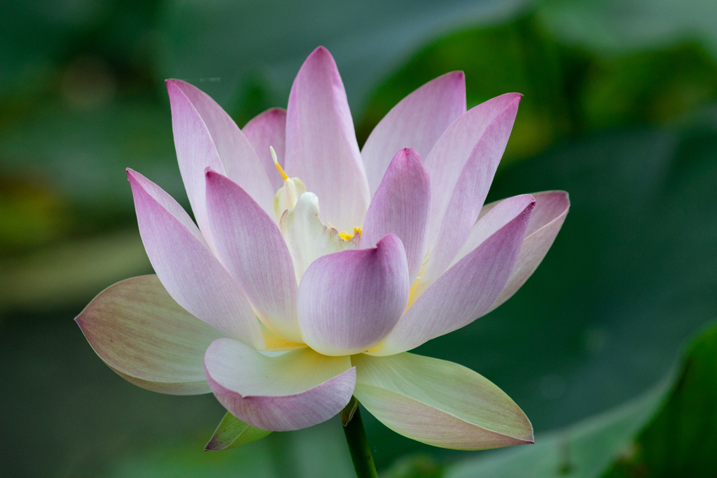 蓮の花
