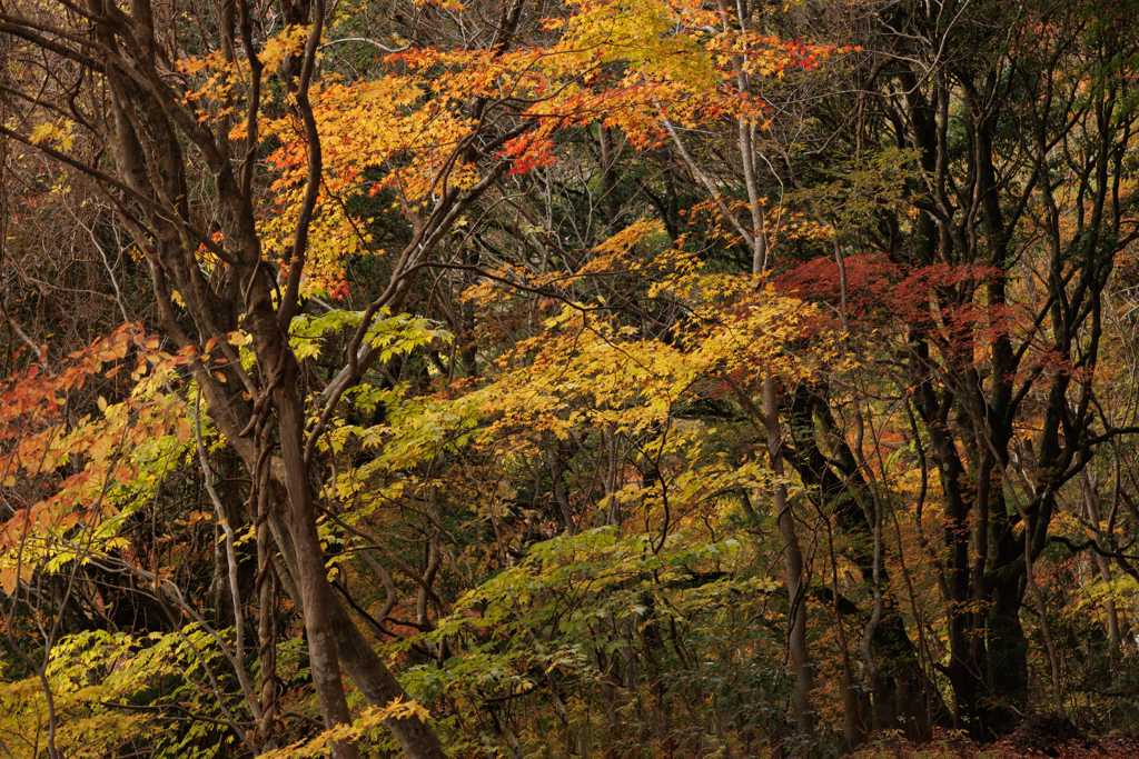 紅葉