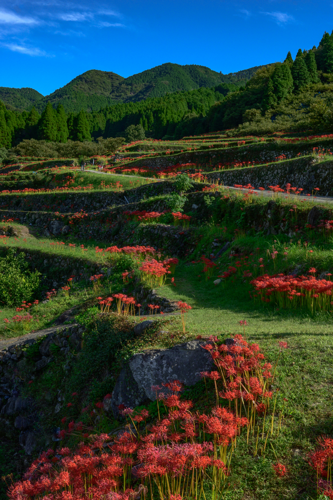 里山の秋