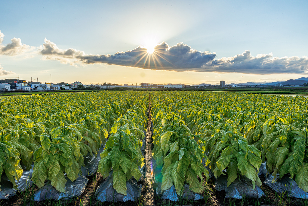 Tobacco Leaves with Sunshine