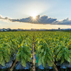 Tobacco Leaves with Sunshine