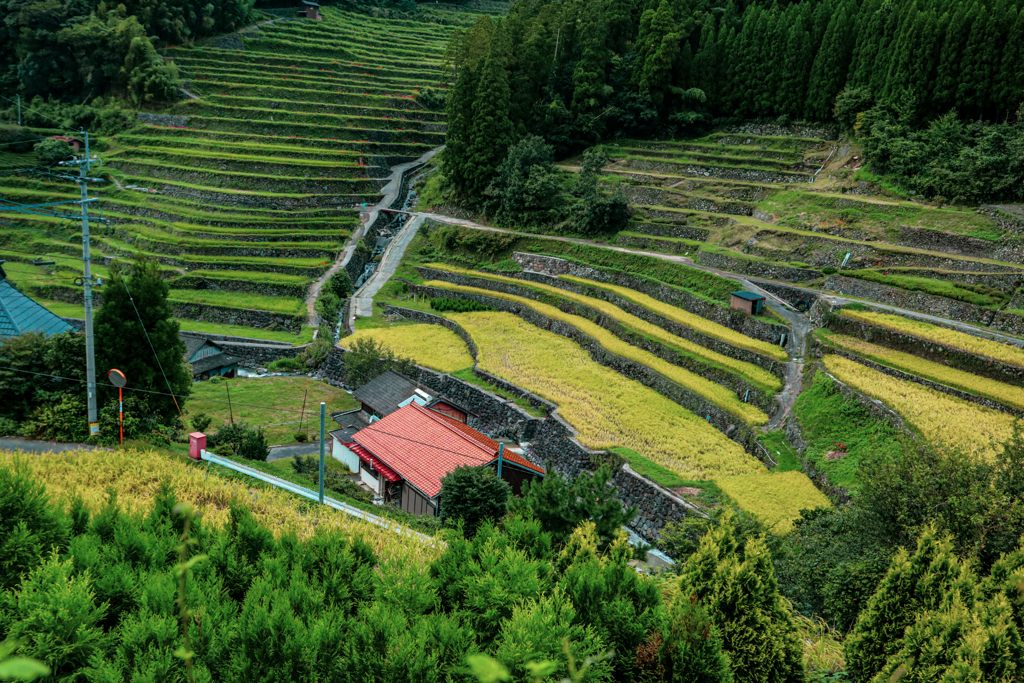初秋の棚田　