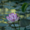 蓮の花