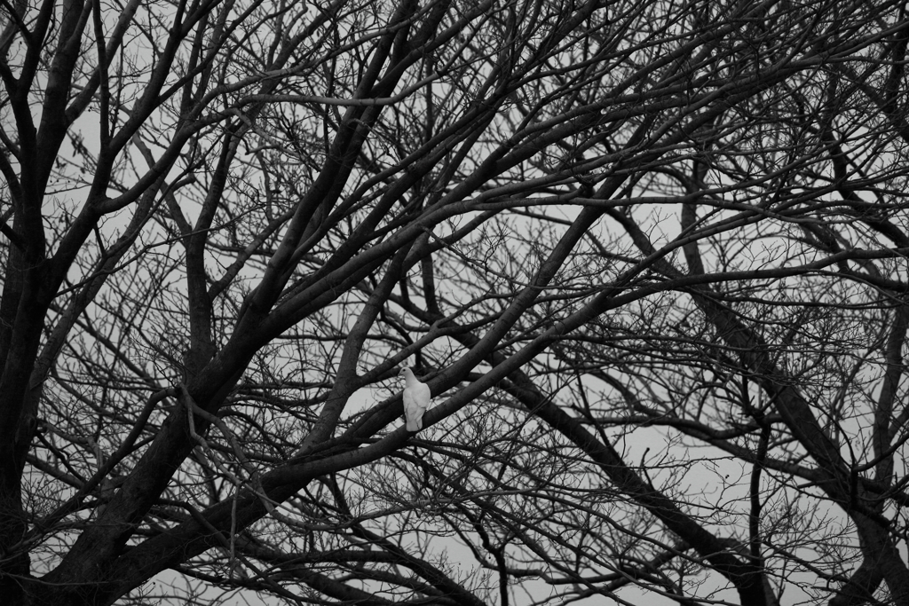 Monotonous Days 3