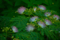 ねむの木の花　２