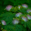 ねむの木の花　２