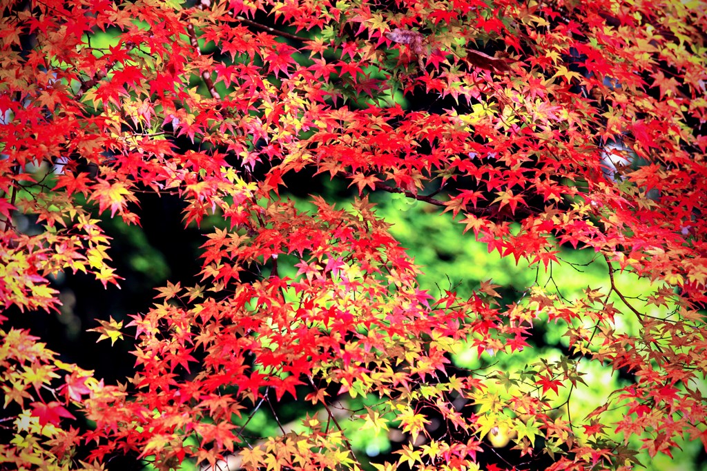 Autumnal color 2